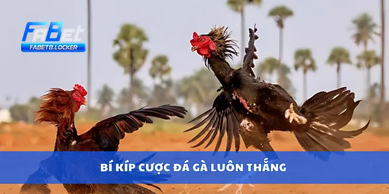 Bí kíp cược đá gà luôn thắng