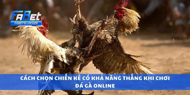 Đá Gà Online – Xem Live, Cược Trực Tuyến, Nhận Thưởng Nhanh 3 Cách chọn chiến kê có khả năng thắng khi chơi đá gà online