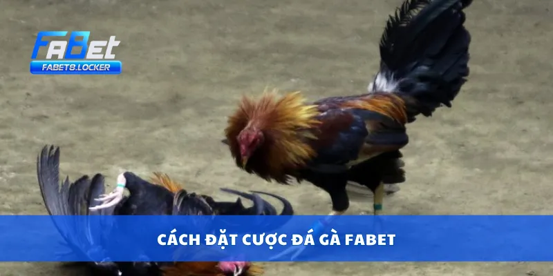 Cược Đá Gà Fabet – Kèo Cựa Cực Mạnh, Thắng Lớn Cùng Gà 3 Cách đặt cược đá gà Fabet
