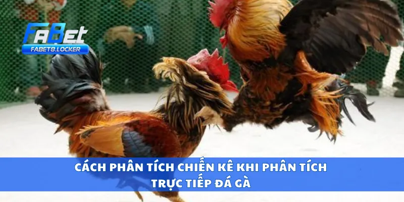 Trực Tiếp Đá Gà – Theo Dõi Gà Nòi Đấu Trường Từng Giây 3 Cách phân tích chiến kê khi phân tích trực tiếp đá gà