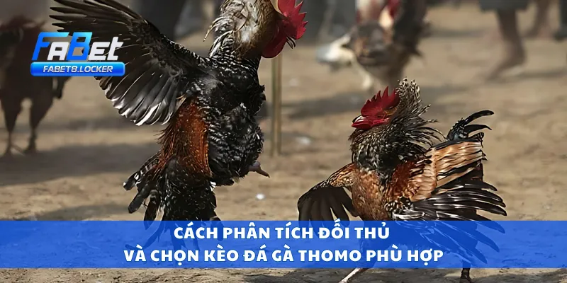 Đá Gà Thomo – Sàn Đấu Nảy Lửa Tại Campuchia Cực Đỉnh 4 Cách phân tích đối thủ và chọn kèo đá gà thomo phù hợp