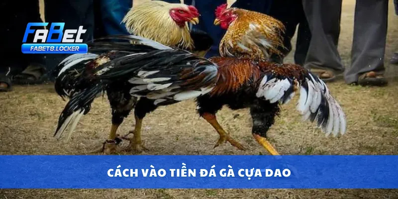 Đá Gà Cựa Dao – Trận Chiến Khốc Liệt, Ăn Tiền Từng Giây 4 Cách vào tiền đá gà cựa dao