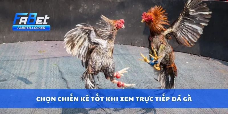 Trực Tiếp Đá Gà – Theo Dõi Gà Nòi Đấu Trường Từng Giây 4 Chọn chiến kê tốt khi xem trực tiếp đá gà