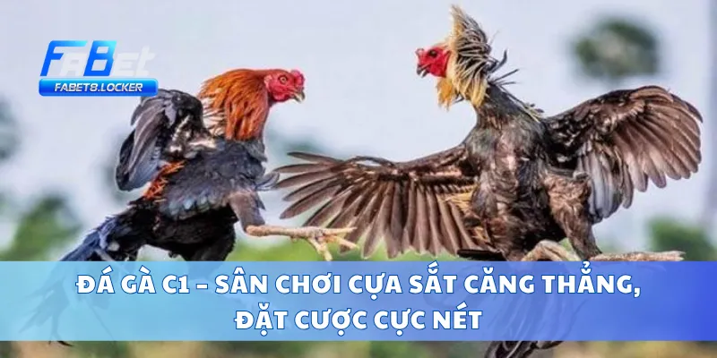 Đá Gà C1 – Sân Chơi Cựa Sắt Căng Thẳng, Đặt Cược Cực Nét