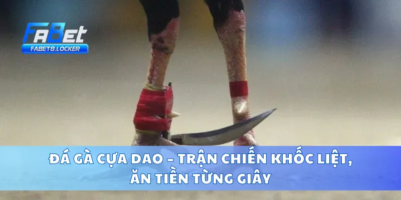Đá Gà Cựa Dao – Trận Chiến Khốc Liệt, Ăn Tiền Từng Giây