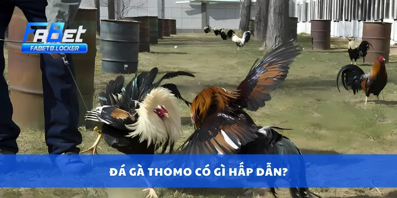 Đá Gà Thomo – Sàn Đấu Nảy Lửa Tại Campuchia Cực Đỉnh 3 Đá gà thomo có gì hấp dẫn?