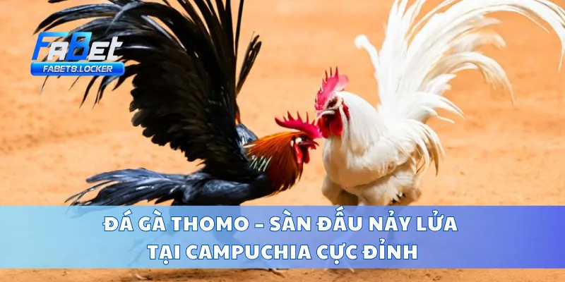 Đá Gà Thomo – Sàn Đấu Nảy Lửa Tại Campuchia Cực Đỉnh
