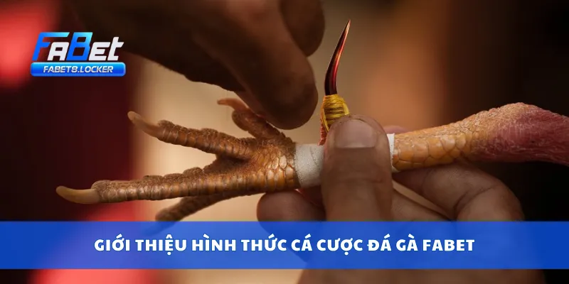 Giới thiệu hình thức cá cược đá gà Fabet