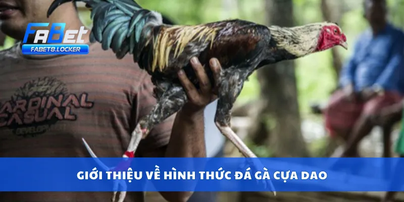 Đá Gà Cựa Dao – Trận Chiến Khốc Liệt, Ăn Tiền Từng Giây 2 Giới thiệu về hình thức đá gà cựa dao