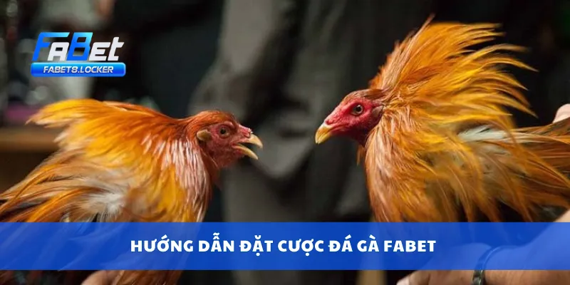 Hướng dẫn đặt cược đá gà Fabet