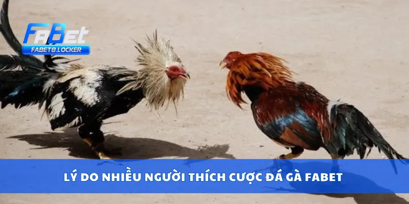 Cược Đá Gà Fabet – Kèo Cựa Cực Mạnh, Thắng Lớn Cùng Gà 2 Lý do nhiều người thích cược đá gà Fabet