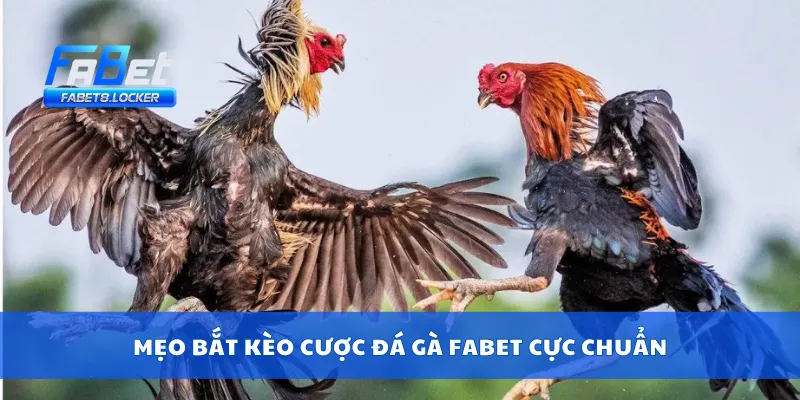 Cược Đá Gà Fabet – Kèo Cựa Cực Mạnh, Thắng Lớn Cùng Gà 4 Mẹo bắt kèo cược đá gà Fabet cực chuẩn