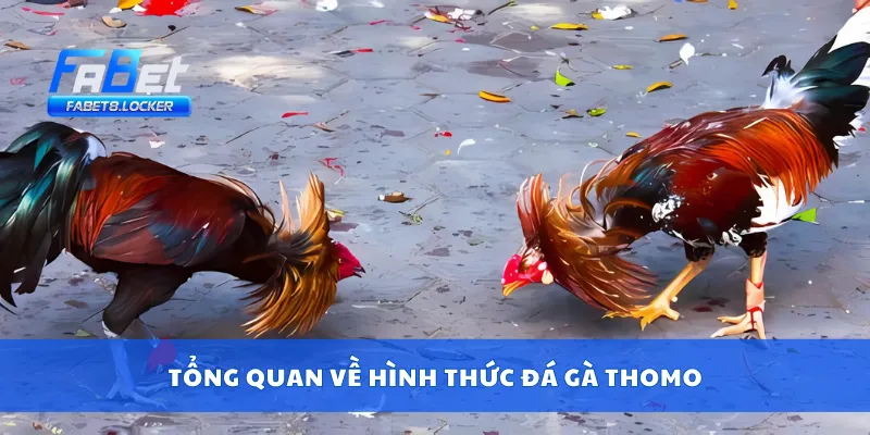 Đá Gà Thomo – Sàn Đấu Nảy Lửa Tại Campuchia Cực Đỉnh 2 Tổng quan về hình thức đá gà Thomo