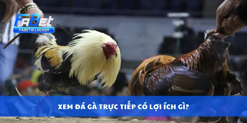 Trực Tiếp Đá Gà – Theo Dõi Gà Nòi Đấu Trường Từng Giây 2 Xem đá gà trực tiếp có lợi ích gì?